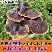 长白山野生林下金边松杉灵芝紫灵芝吉林赤芝干货整支 25年新货