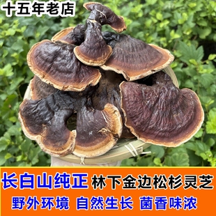 长白山野生林下金边松杉灵芝紫灵芝吉林赤芝干货整支 25年新货