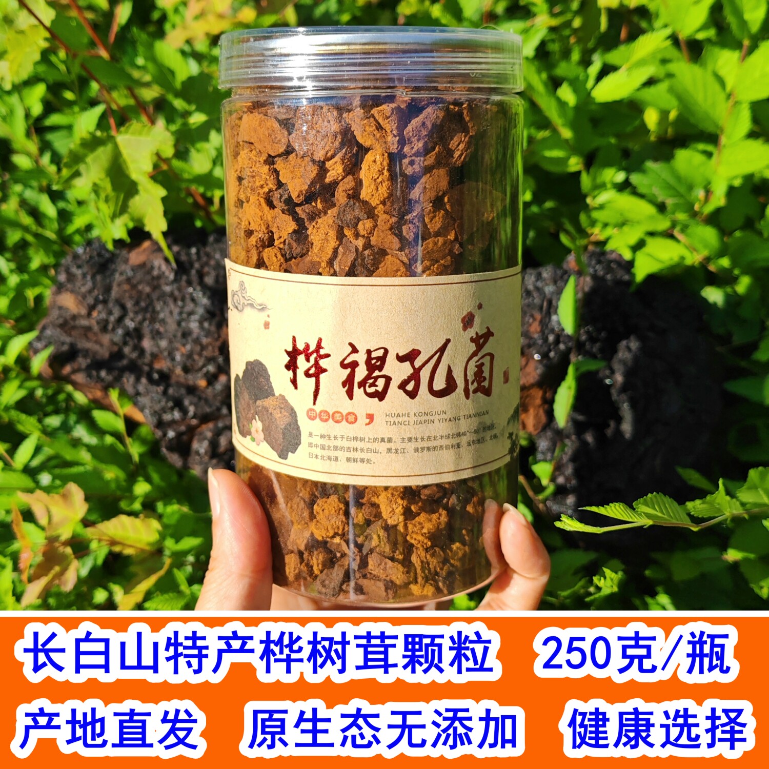 特价长白山野生桦树茸颗粒桦褐孔菌小块桑黄白桦茸500克东北特产