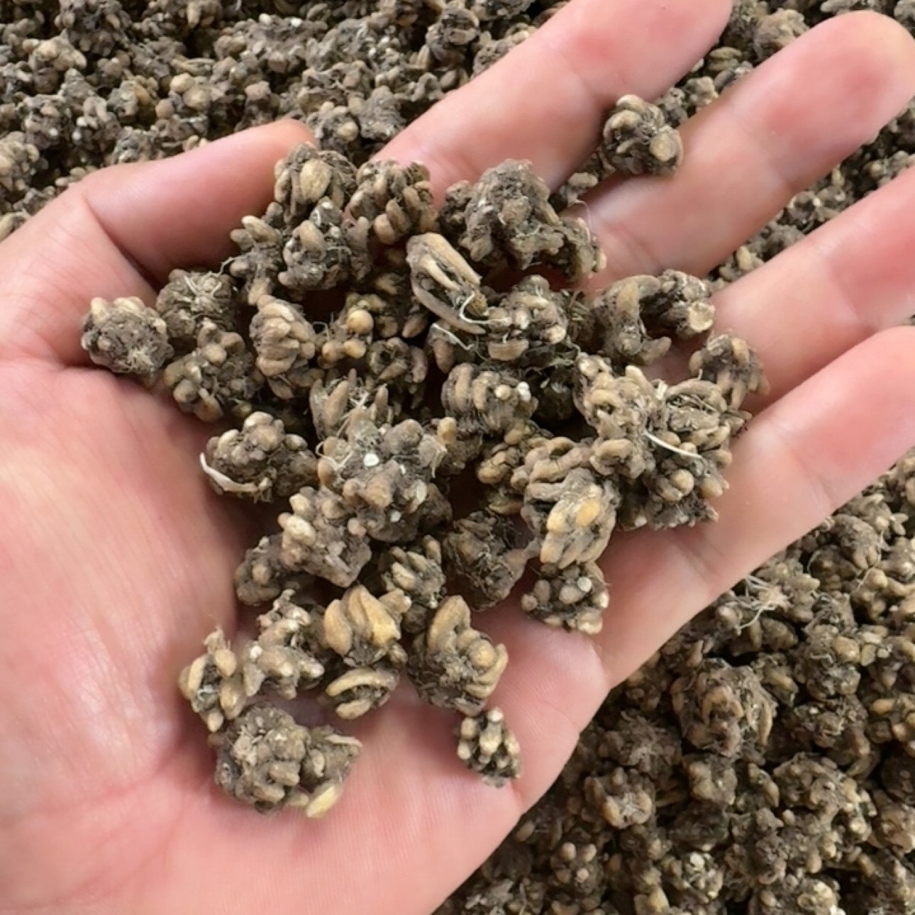 野生猫爪草中药材猫爪草猫爪草猫爪草猫爪草猫爪草猫爪草猫爪草