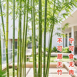 紫竹青竹苗盆栽南北方种植金镶玉竹树苗庭院竹子四季常青绿化植物