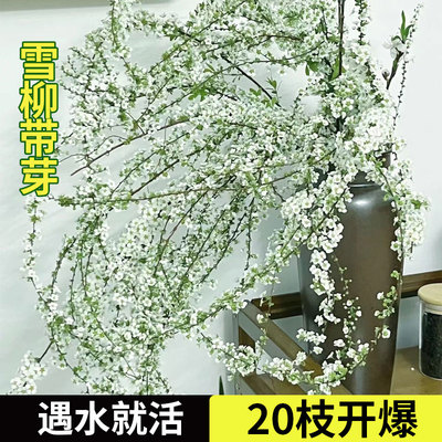 雪柳鲜枝水培干枝支珍珠李绿植物室内鲜花水养开花卉银柳盆栽插花