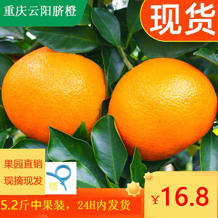 正宗重庆云阳应季现摘纽荷尔脐橙