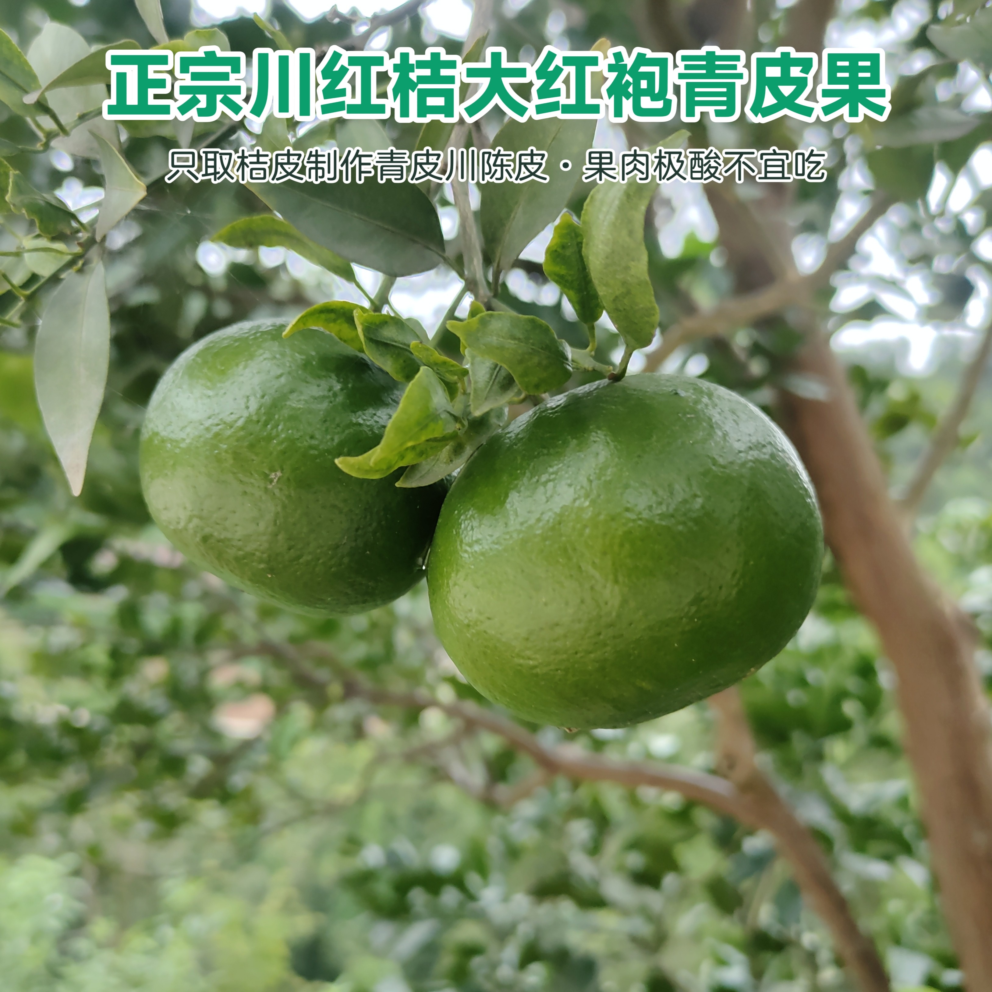 正宗四川老树川红桔大红袍青皮果橘子川陈皮原料当季新鲜有籽桔子