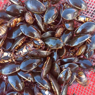 东北黑龙江冷水淡水大号号金边龙虱 水老鳖盖子水龟子水蟑螂 1斤