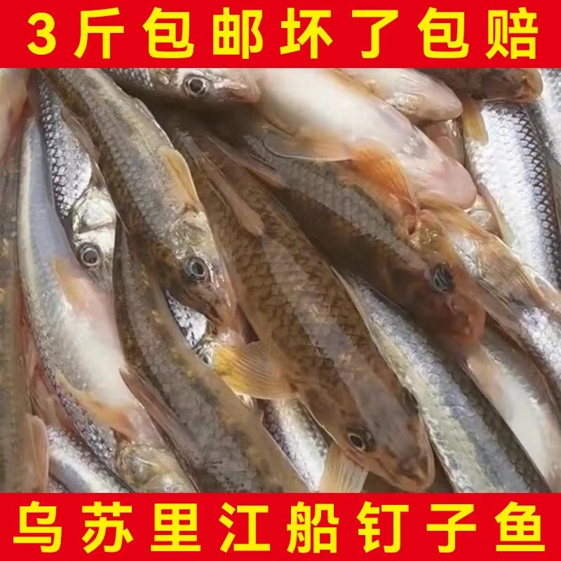 东北船钉子淡水鱼1111