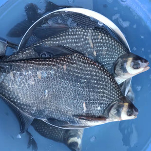 黑龙江冷水水库三花五罗之鳊花鱼淡水鱼2斤左右1条清蒸鱼