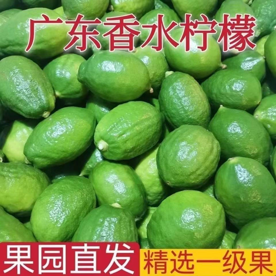 广东无籽香水青柠檬5斤新鲜四季水果奶茶店用鲜柠檬多汁整箱包邮-封面