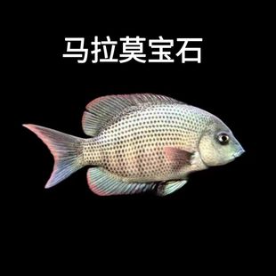 马拉莫宝石鱼马达加斯加南美慈鲷淡水观赏鱼活体鱼苗