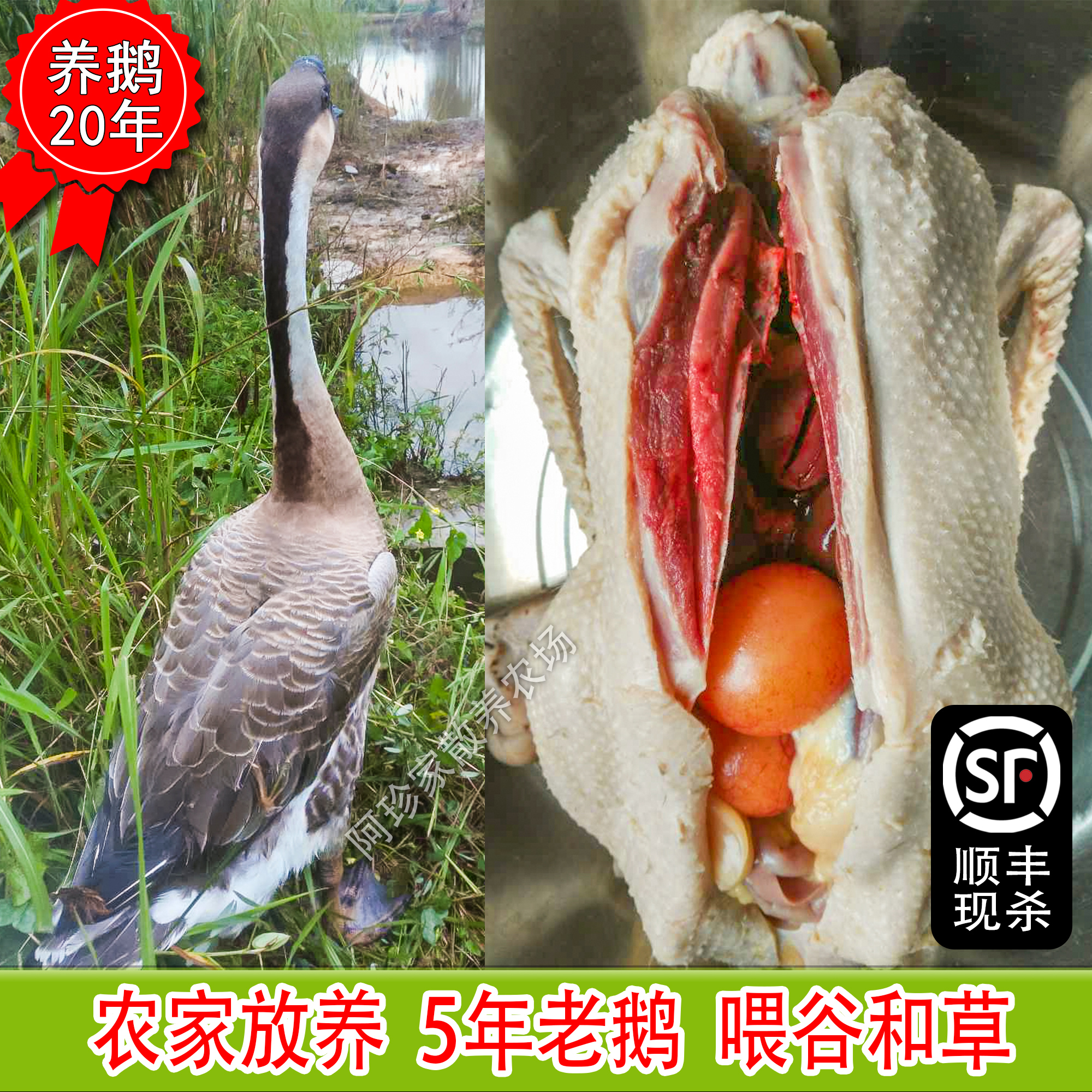 农家散养5年新鲜现杀下蛋7斤老鹅