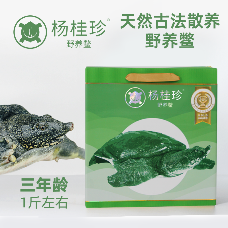 杨桂珍太湖鳖(3年以上 太湖野养甲鱼)礼盒装 500g 鲜活 每只1斤