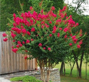 紫薇树苗红花大型观赏护坡绿化工程庭院绿植丛生盆栽地载高杆包邮