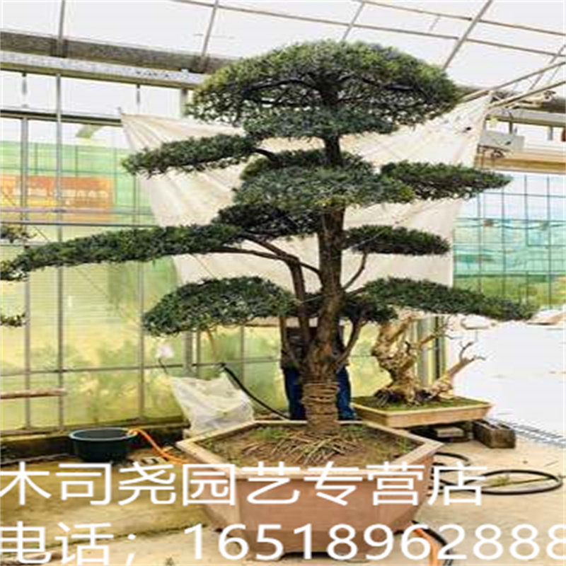 罗汉松庭院别野地栽盆栽造型黑松抗寒抗旱四季常青五针松一物一拍