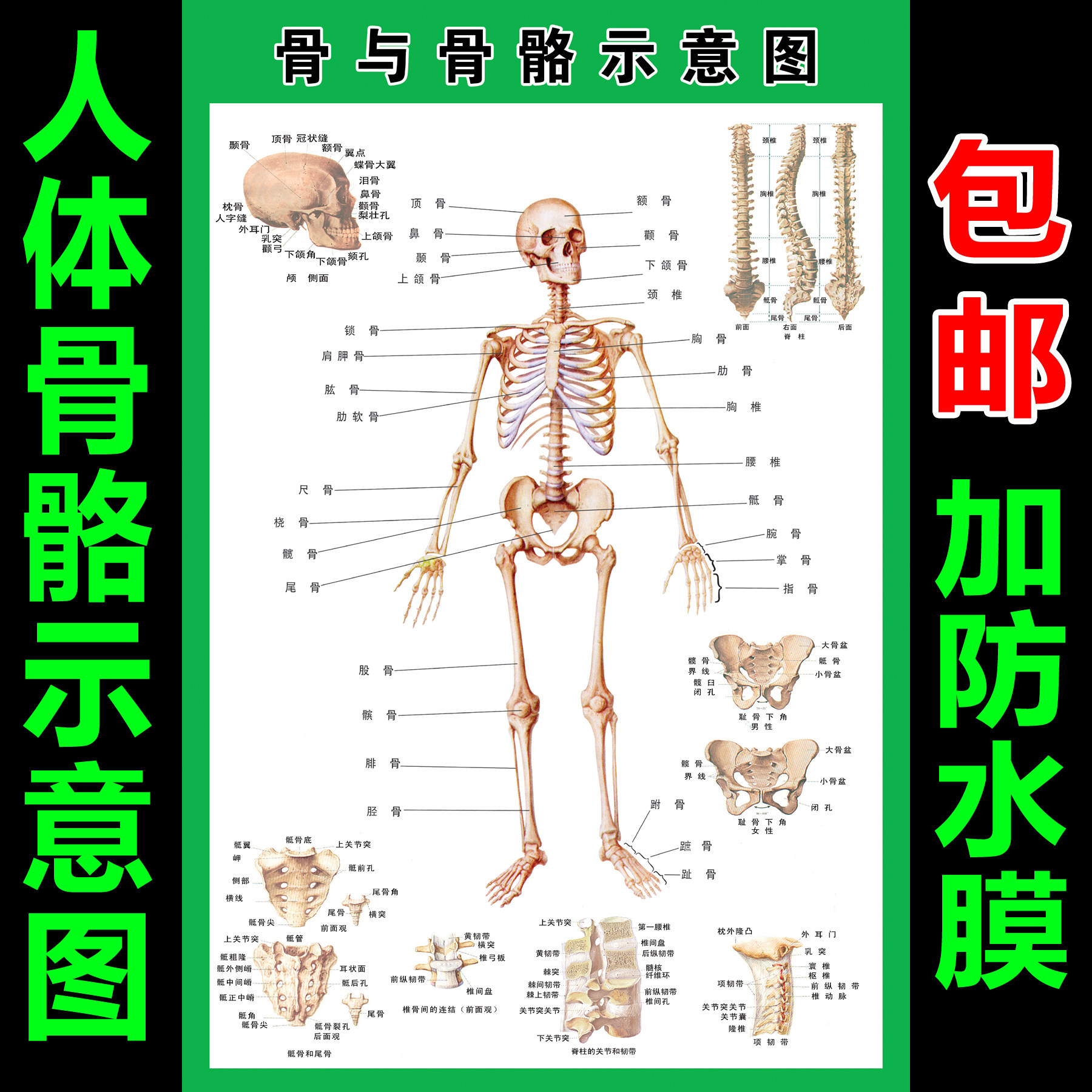 人体全身骨骼结构示意图挂图肌肉内脏器官解剖图医院脊柱脊椎海报