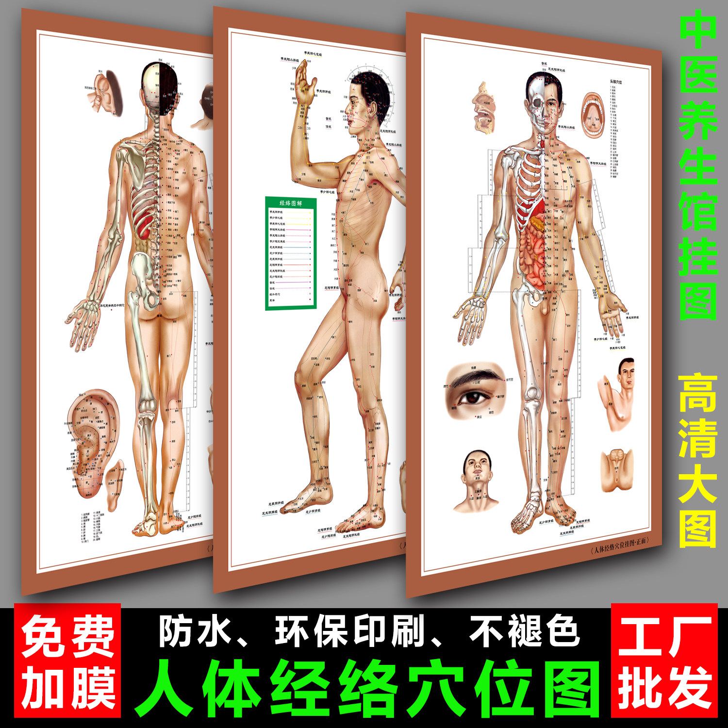 人体针灸穴位图大挂图中医养生男性十二经络穴位女性艾灸拔罐海报图片