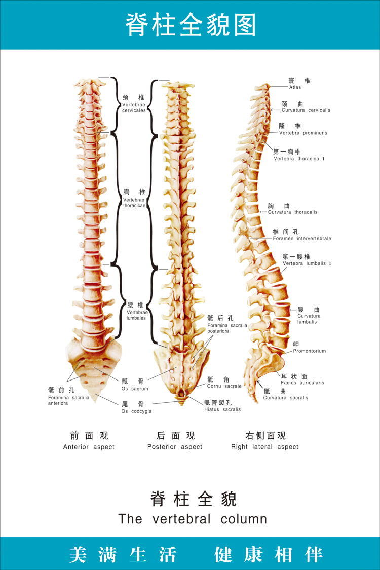 《脊柱全貌图》医院文化大挂图人体经络穴位图中医养生保健海报