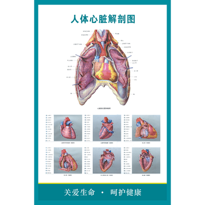 医院医学知识人体心脏挂图人体内脏器管解剖图人体脏器结构 海报