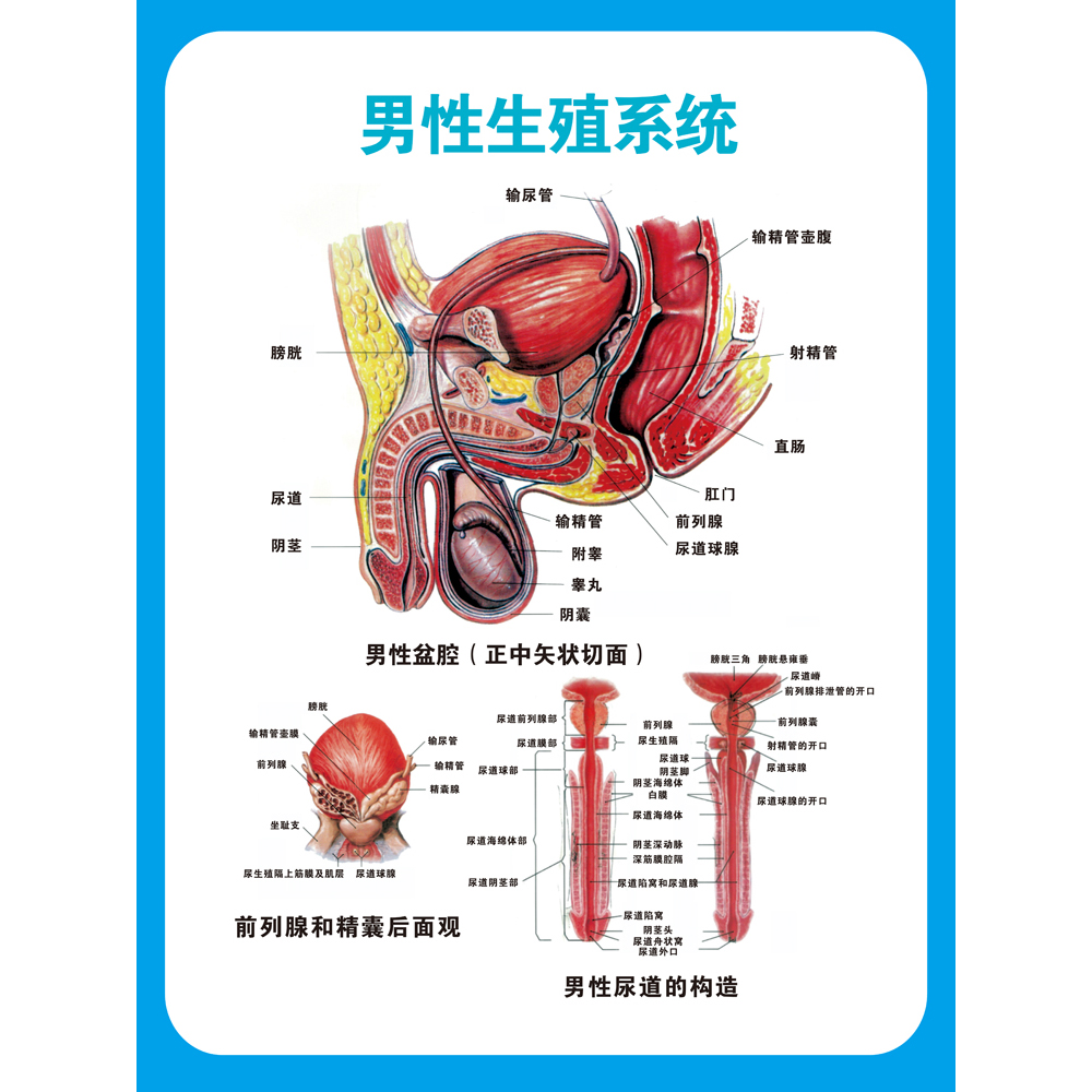 医院男性泌尿生殖器解剖知识泌尿科生殖系统疾病解剖挂图广告贴纸