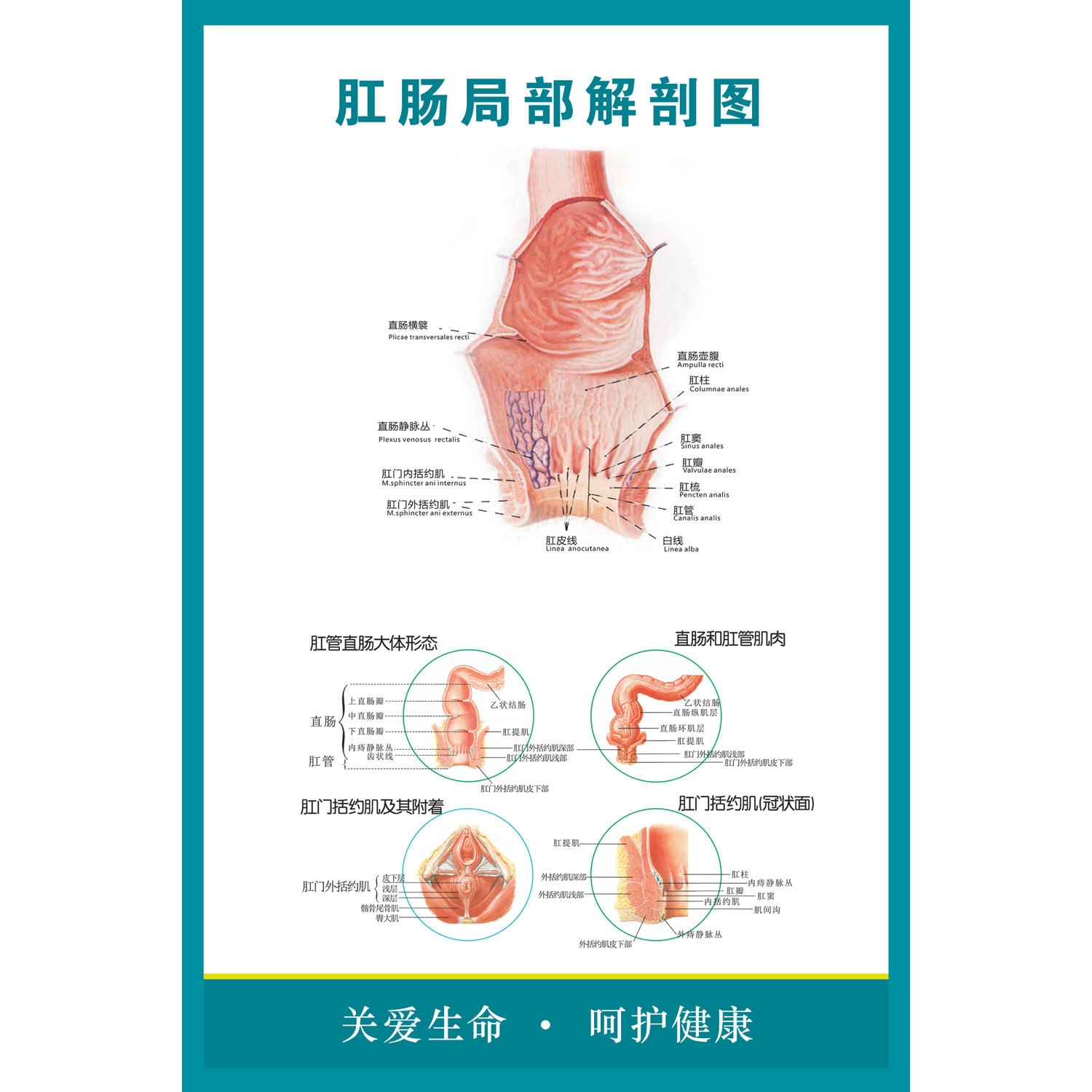 肛门直肠局部解剖图医学宣传海报人体器官解剖图医院布置肛肠疾病