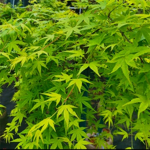 流泉红枫 垂枝庭院植物 流泉日本红枫 流泉红枫 黄金流泉
