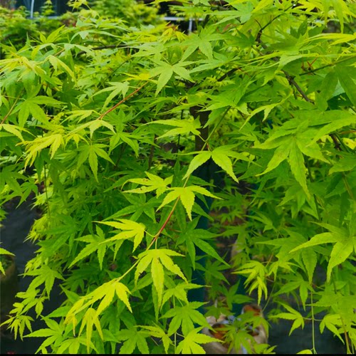 流泉红枫 垂枝庭院植物 流泉日本红枫 流泉红枫 黄金流泉