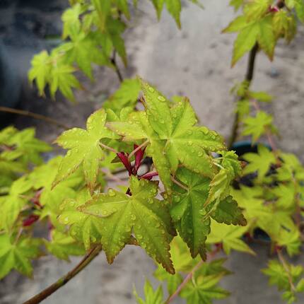 优质正宗日本红枫袖锦  枫树  彩叶枫树 庭院植物 阳台盆