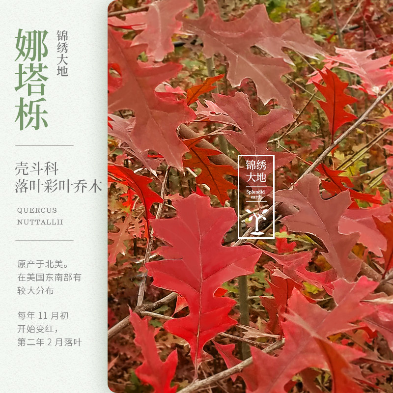 欧洲红橡树  进口红栎 红叶娜塔栎  娜塔栎小苗 沼生栎 珍稀树种