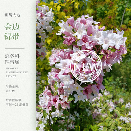 金边锦带花叶庭院别墅盆栽植物