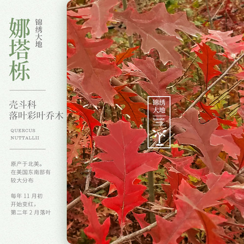欧洲红橡树  进口红栎 红叶娜塔栎 钵苗链接