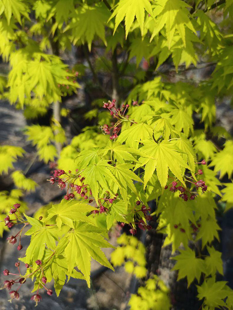 日本红枫约旦庭院植物花园植物别墅专用
