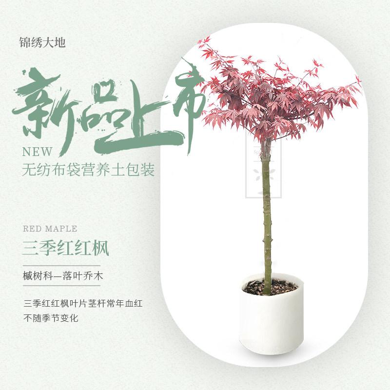 优质正宗欧洲红枫 三季红红枫血红 进口枫树 别墅庭院种植
