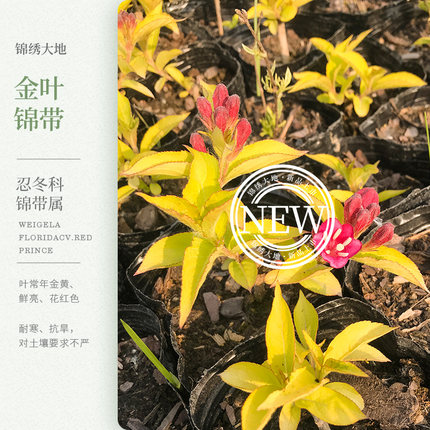 优质正宗金叶锦带苗 庭院园林苗木 红王子金亮金黄  耐寒 彩叶苗