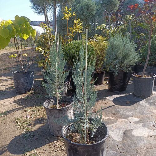 锦绣大地盆栽 落基山圆柏 蓝色天堂 庭院阳台植物 彩叶树种