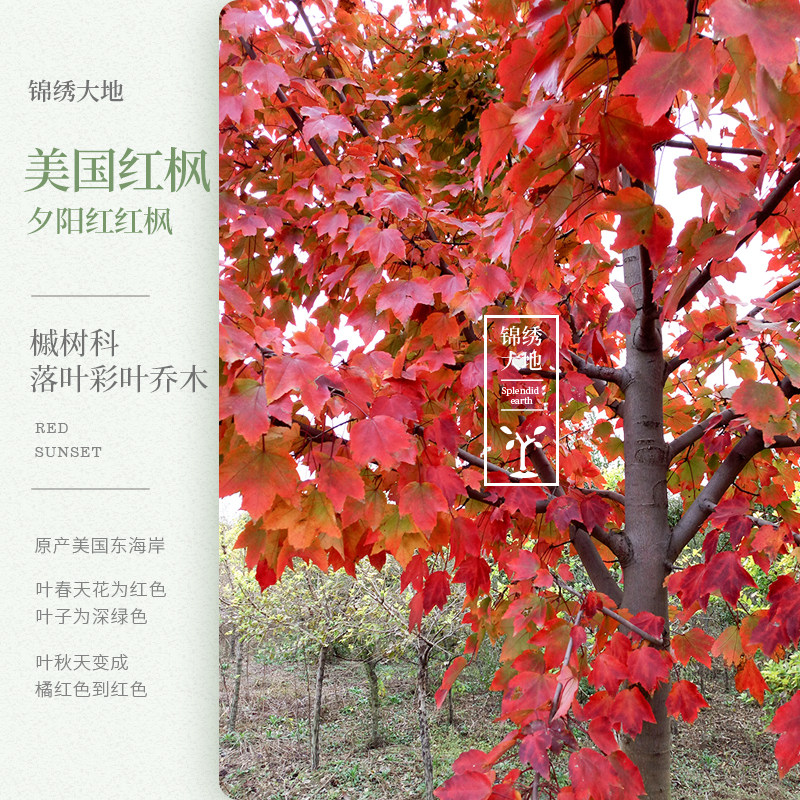 优质正宗美国红枫夕阳红 美国红枫 枫树 红枫苗 庭院绿化彩叶树种