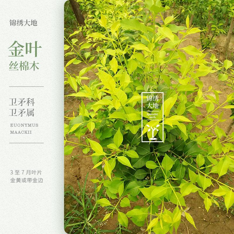 金叶丝棉木 春夏秋三季叶片金黄色 庭院别墅种植 优质彩叶树种