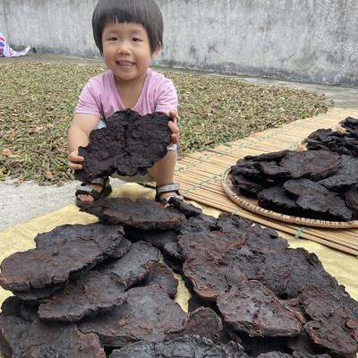 100年野生何首乌真柴火九蒸九晒