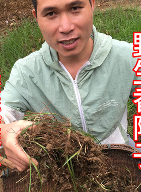 纯天然香附中药材500g无硫生香附野生香附子盐炮制黄酒炒制香附