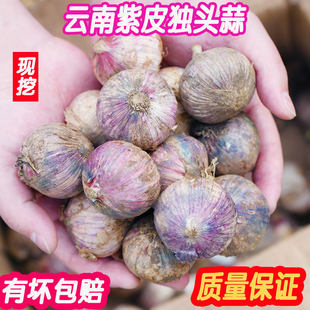 当季 正宗云南大理紫皮独头蒜大蒜新鲜独蒜湿红色紫蒜5斤蔬菜 包邮