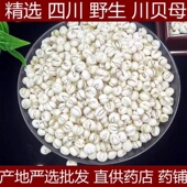川贝母四川阿坝精选特级贝母250克怀中抱月川贝