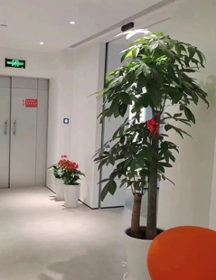 步步高发财树办公室客厅大植物盆景红掌柱形绿萝吸甲醛苏州同城速
