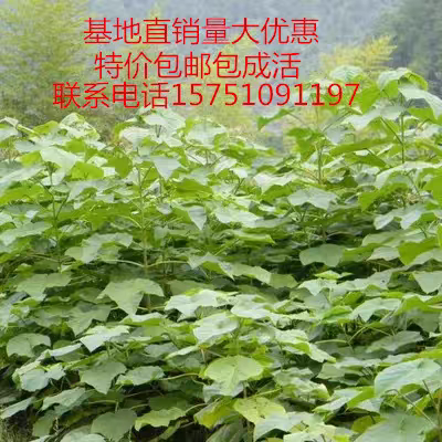 速生树苗，5年30公分粗图片