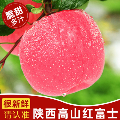 【5A精品】陕西高山红富士苹果