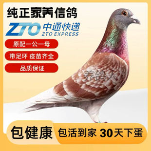 信鸽鸽子活一对元宝鸽红轮信鸽幼鸽一对公一母便宜现货厂家直发鸽