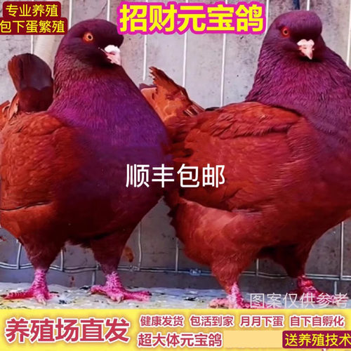 纯种元宝鸽包下蛋包邮包活种鸽
