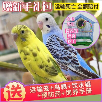 虎皮鹦鹉宠物活物玄凤鹦鹉学说话