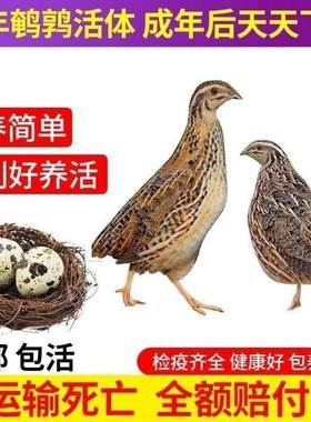 好养下蛋多鹌鹑活苗下蛋青年种鸟
