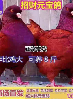 纯种正宗元宝鸽公母一对特大巨型种鸽肉鸽观赏鸽子活物包下蛋繁殖