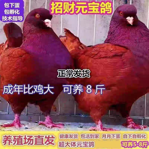 活物下蛋繁殖纯种正宗元宝鸽公母