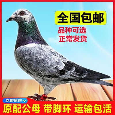 一对公母正宗带环信鸽成年鸽