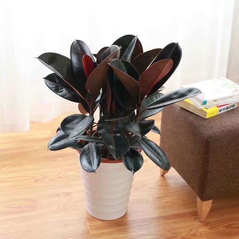 黑金刚橡皮树植物室内客厅绿植花卉盆栽吸甲醛观叶绿色植物橡胶树